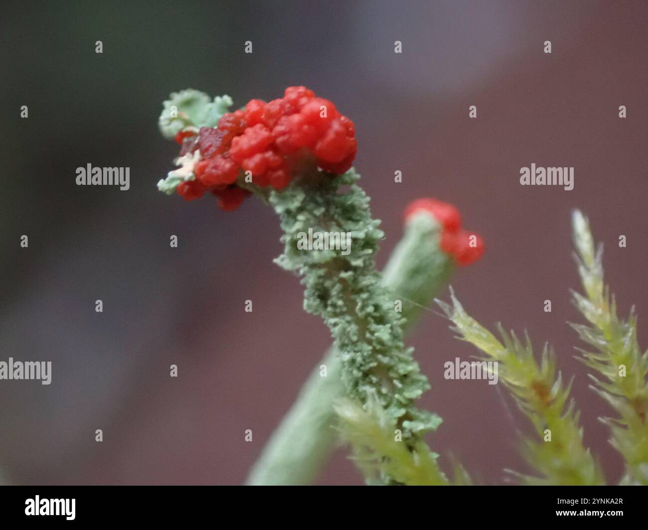 Soldats jouets (Cladonia bellidiflora) Banque D'Images