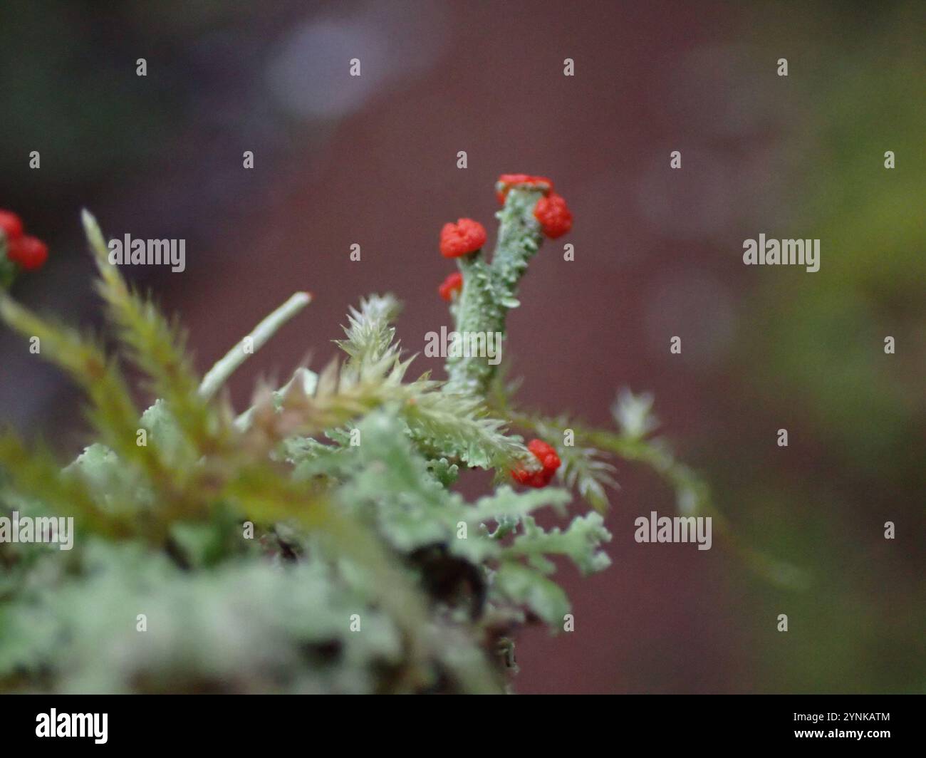 Soldats jouets (Cladonia bellidiflora) Banque D'Images