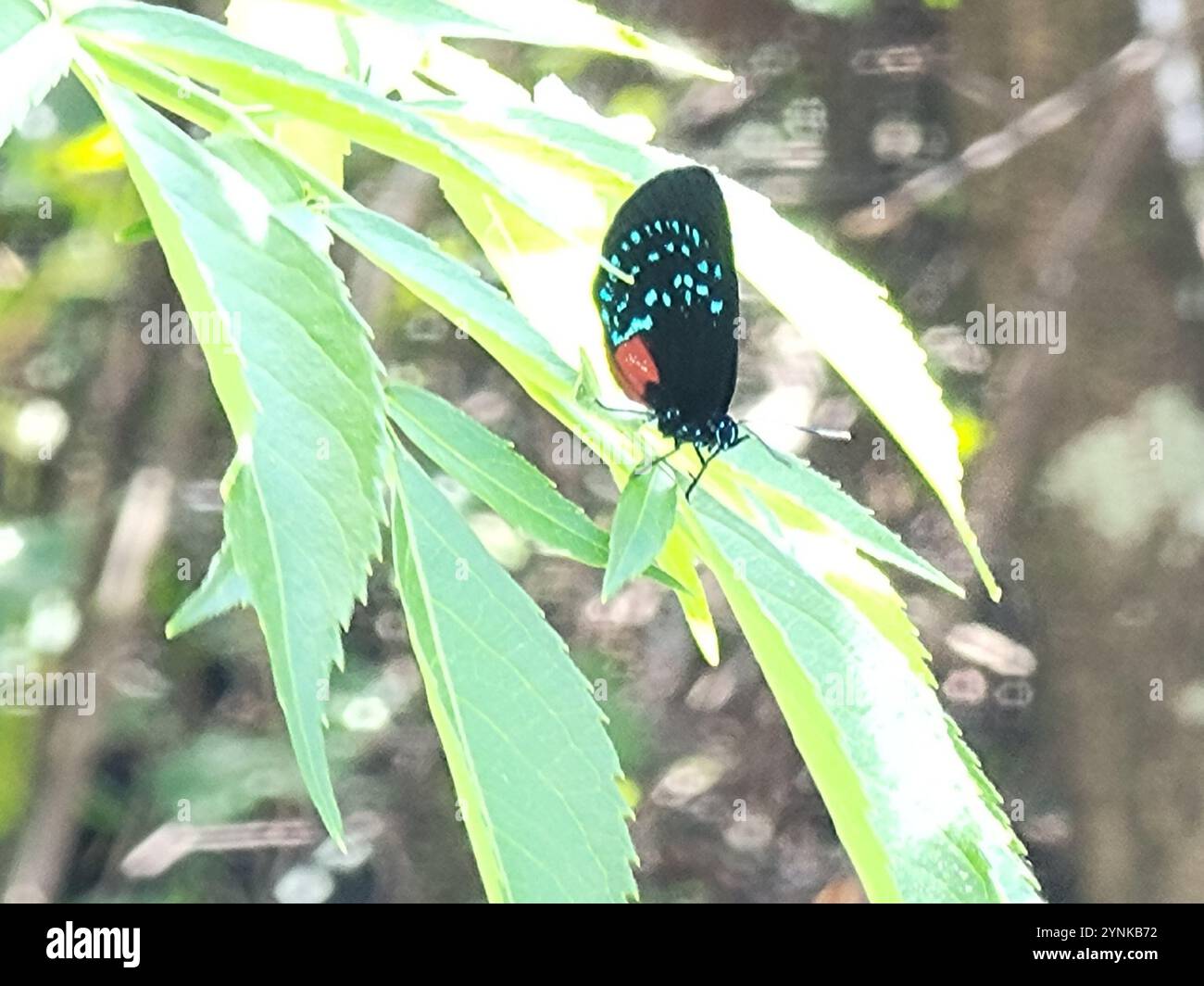 Atala (Eumaeus atala) Banque D'Images Atala (Eumaeus atala) Banque D'Images