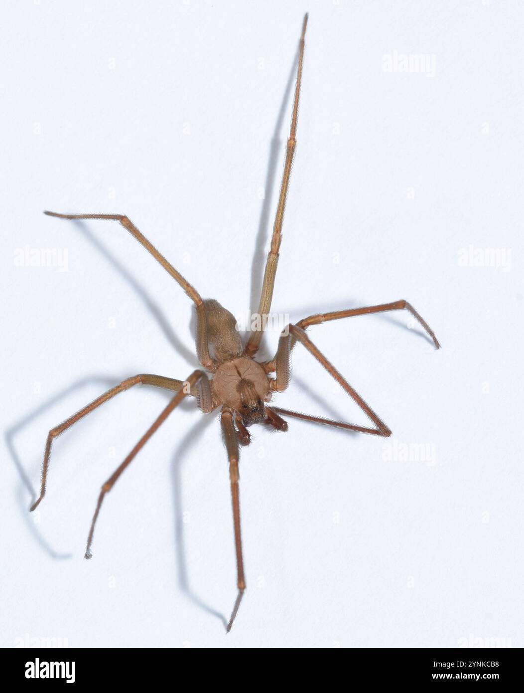 Recluse brune (Loxosceles reclusa) Banque D'Images