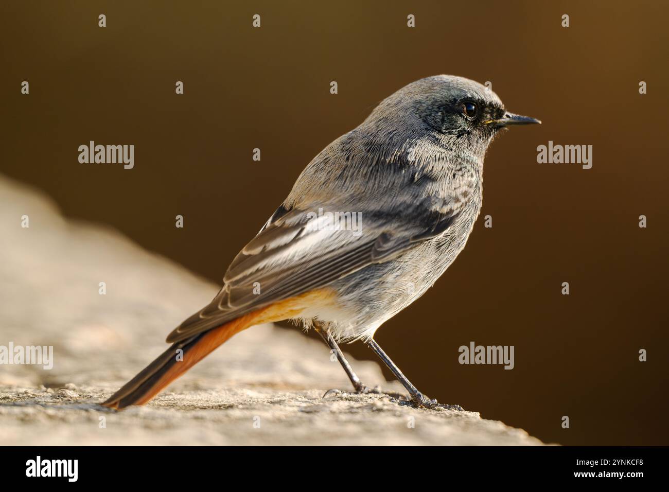 Image rapprochée d'un mâle rouge noir (Phoenicurus ochruros). Petit oiseau passereau coloré du genre Phoenicurus Banque D'Images