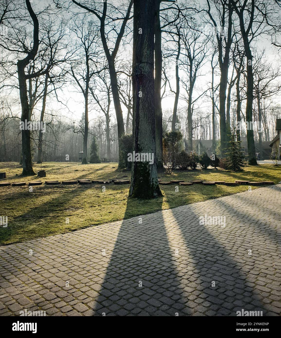 Début du printemps dans le parc. De hauts arbres projettent de longues ombres sur le sol. Banque D'Images