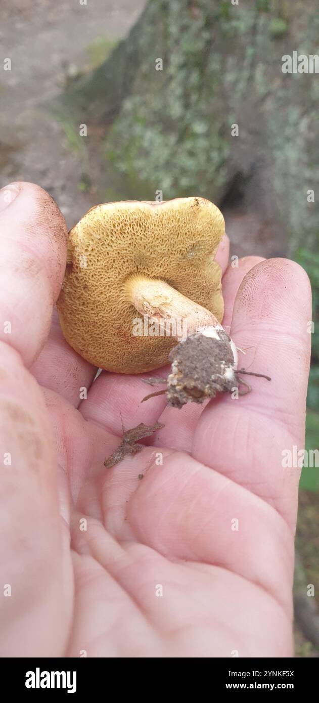 Bolète des pieds bleus (Xerocomellus cisalpinus) Banque D'Images