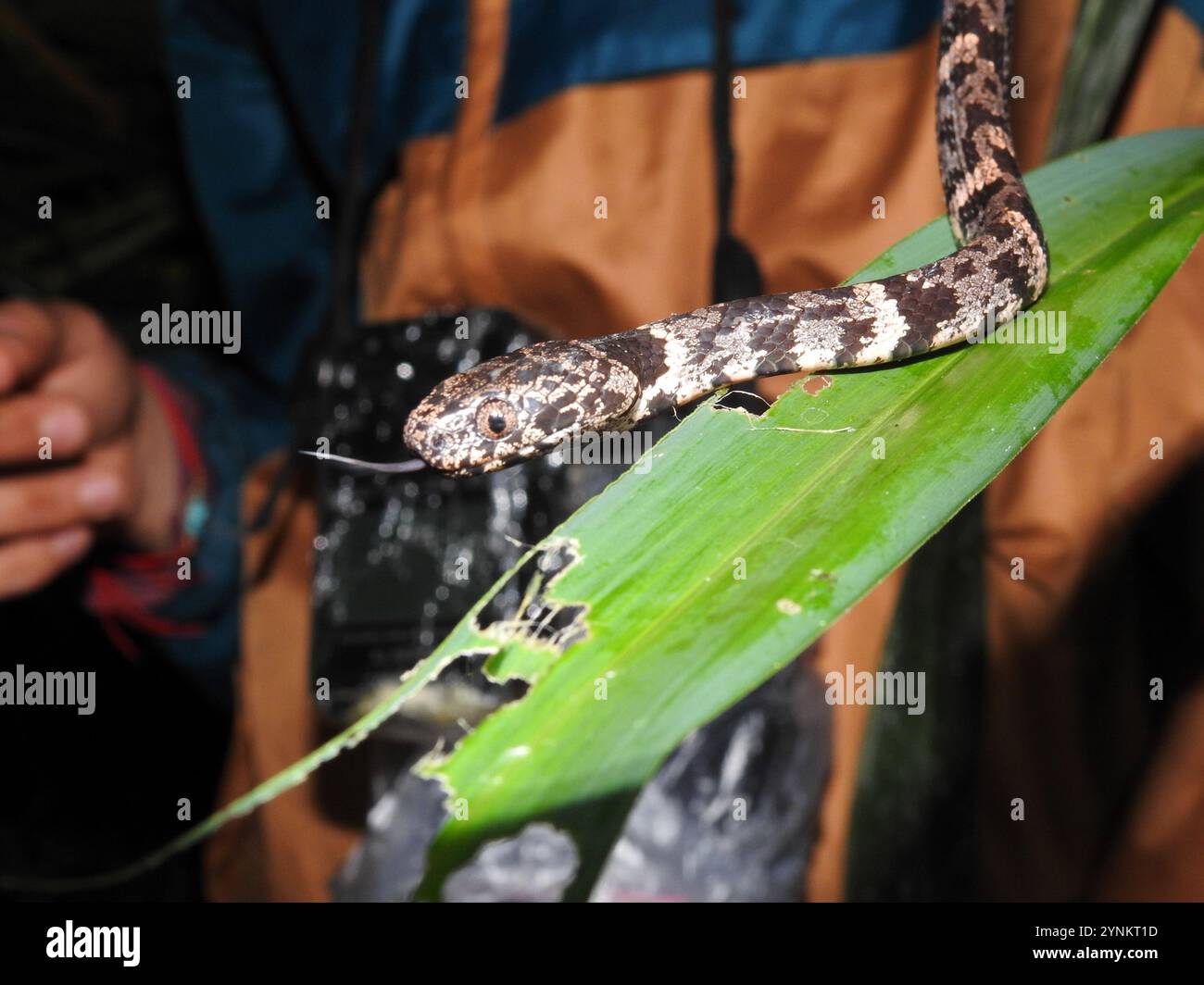 Serpent mangeur d'escargots nuageux (Sibon nebulatus) Banque D'Images