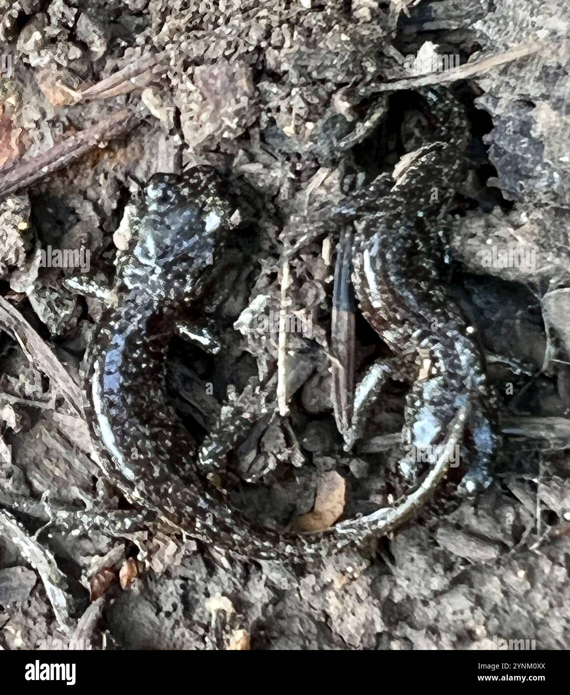 Salamandre arboricole (Aneides lugubris) Banque D'Images