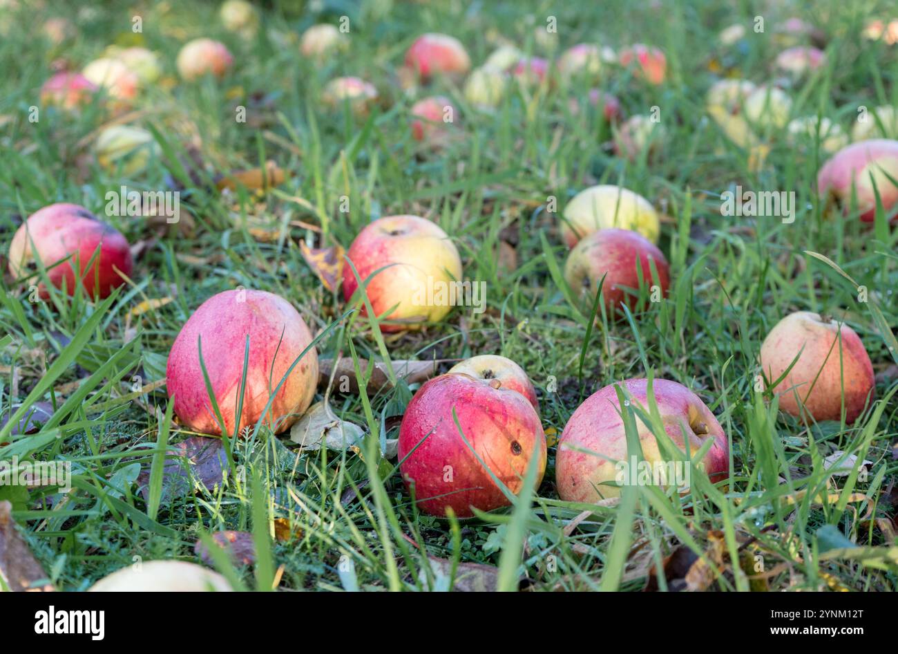 Des pommes rouges mûres reposent dans l'herbe d'un verger Banque D'Images