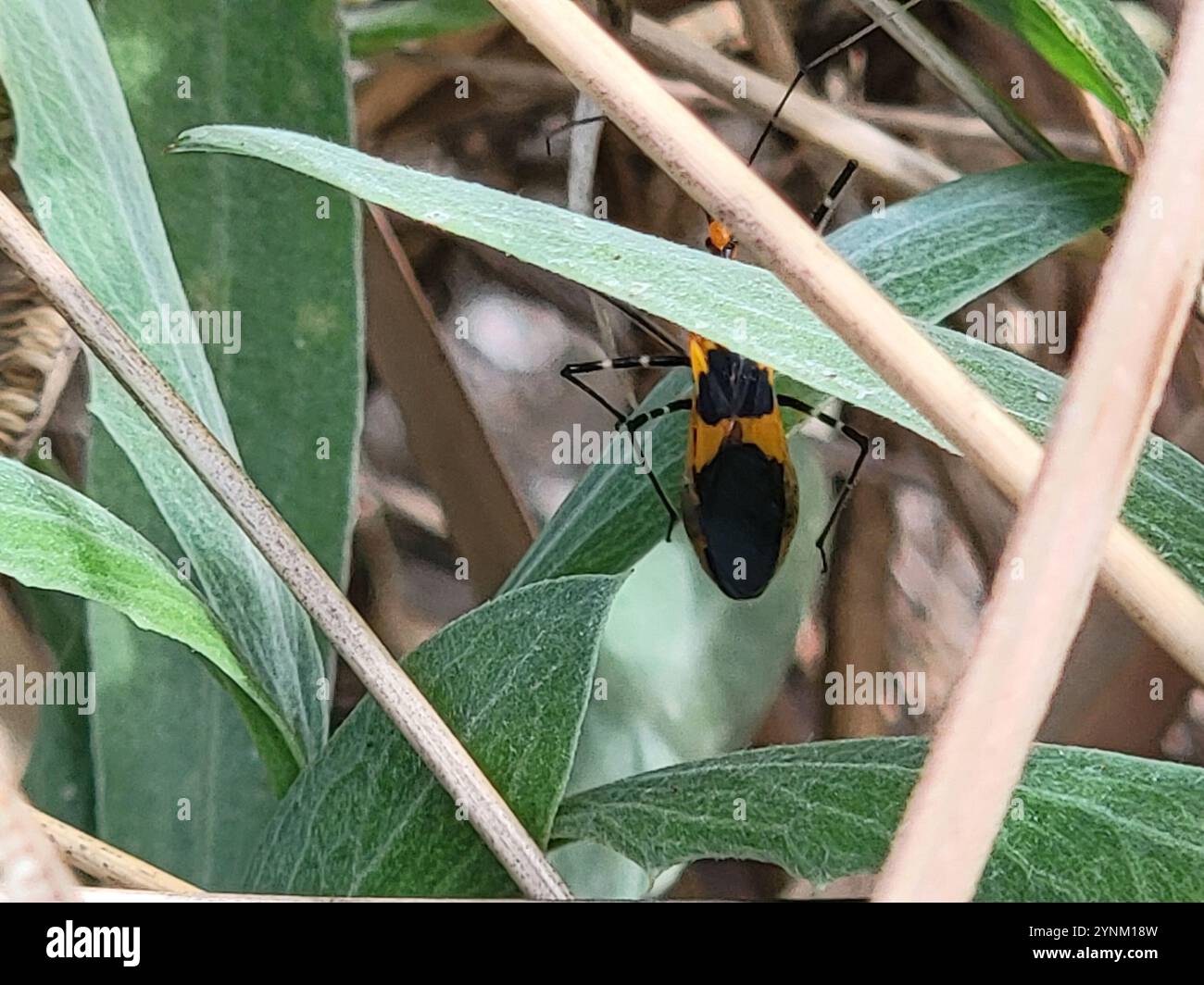 Insecte d'assassin d'aspiade (Zelus longipes) Banque D'Images