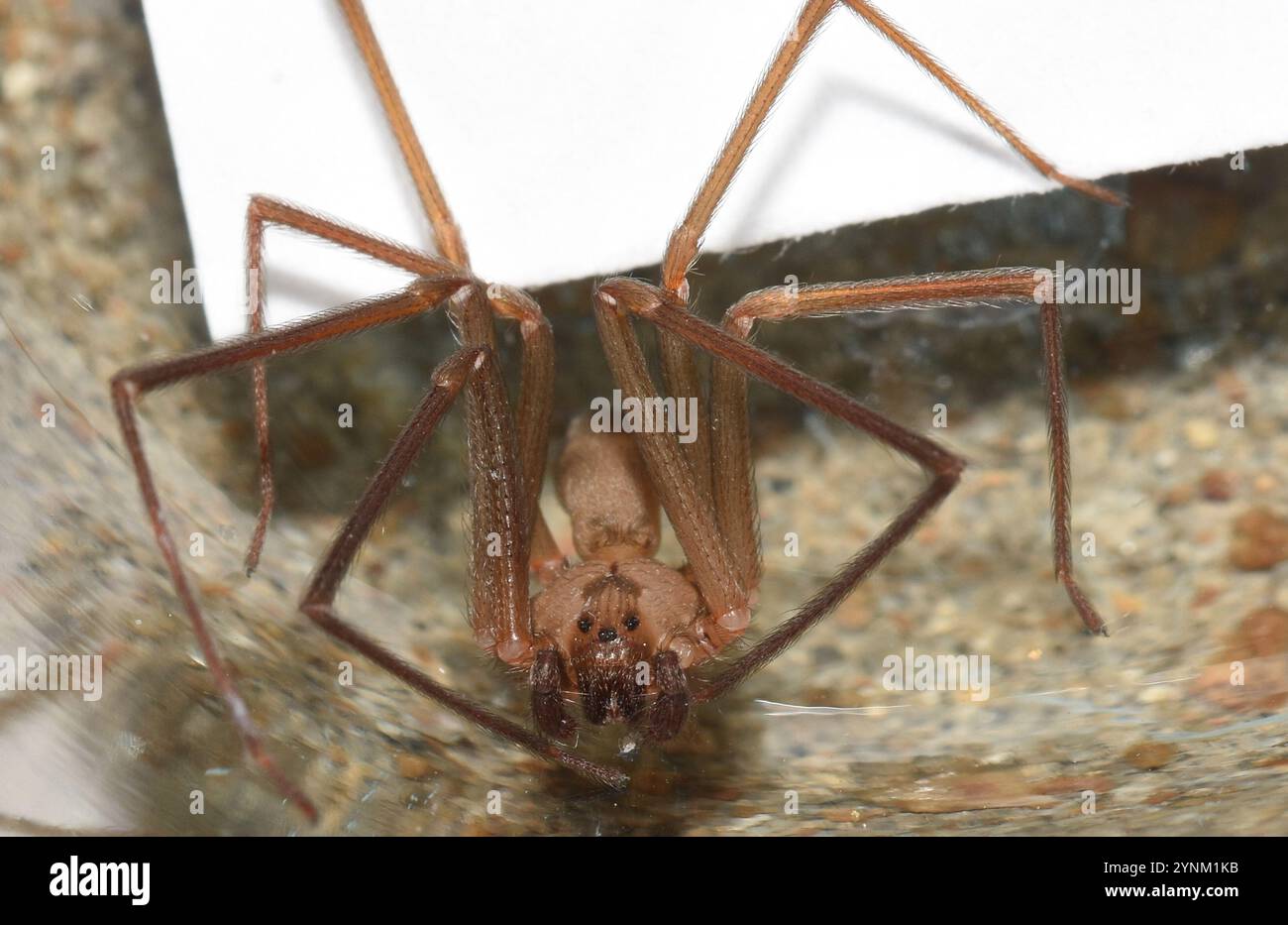 Recluse brune (Loxosceles reclusa) Banque D'Images