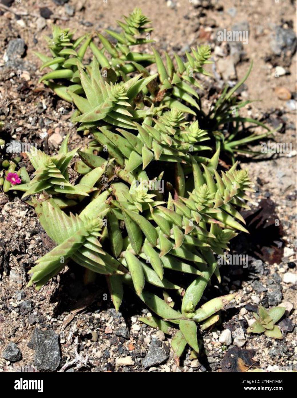 (Crassula capitella thyrsiflora) Banque D'Images (Crassula capitella thyrsiflora) Banque D'Images
