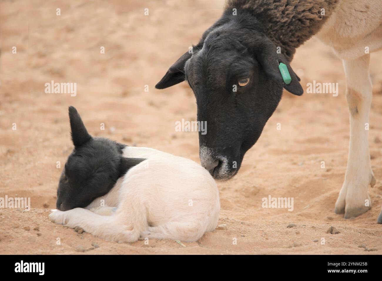 La brebis dorée à tête noire (Ovis aries) s'occupe de l'agneau endormi sur le Knersvlakte à Namaqualand, au Cap occidental. Banque D'Images