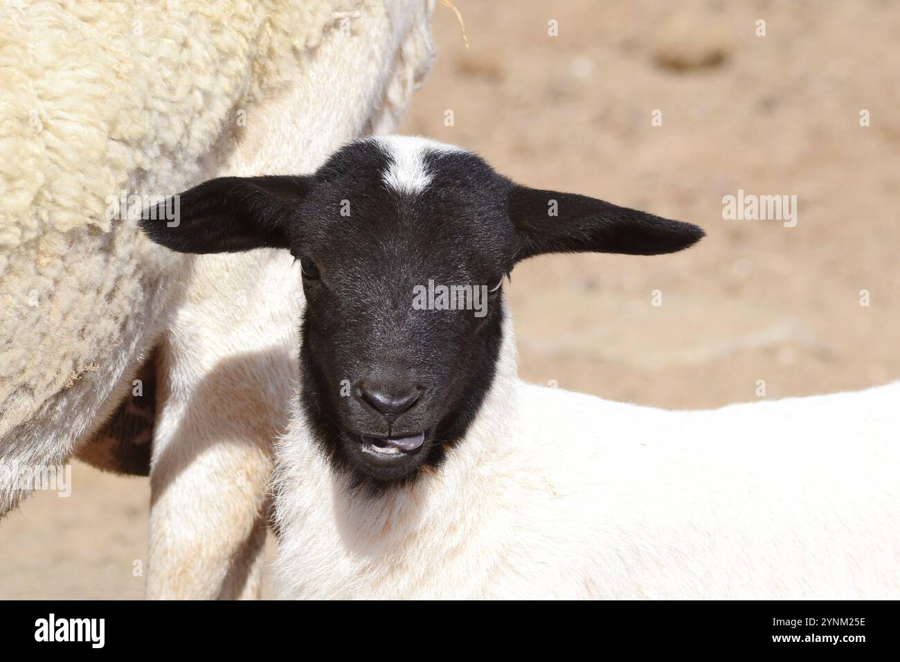 Un agneau Dorper à tête noire (Ovies Bélier) avec brebis sur le Knersvlakte, Namaqualand. Banque D'Images