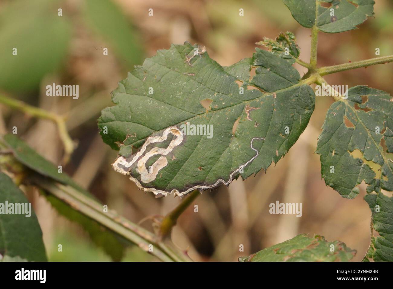 Golden Pigmy (Stigmella aurella) Banque D'Images