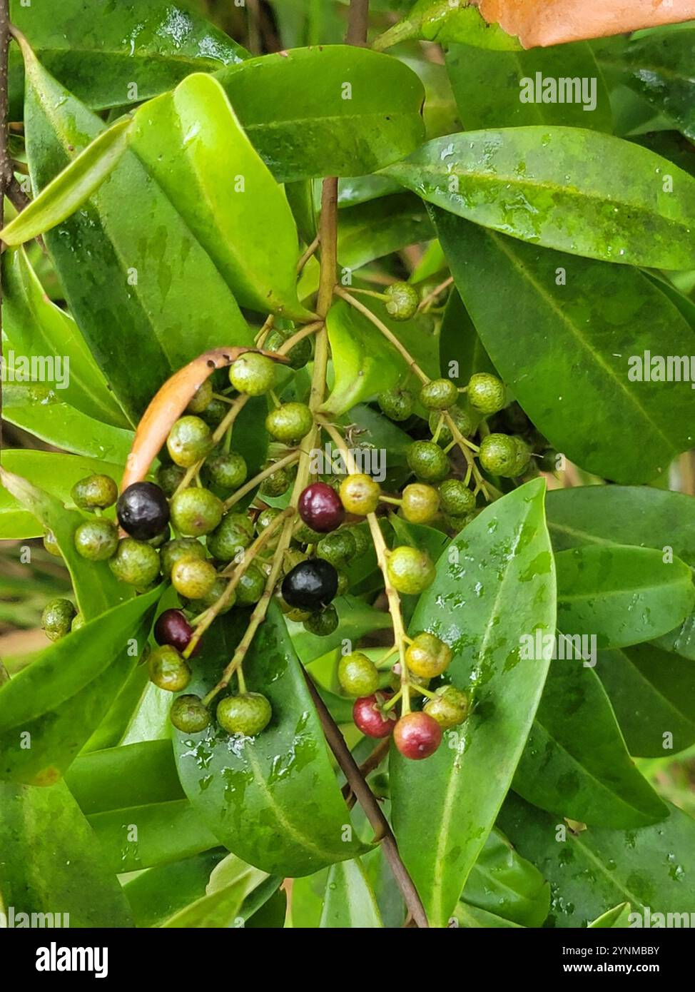 Marlberry (Ardisia escallonioides) Banque D'Images