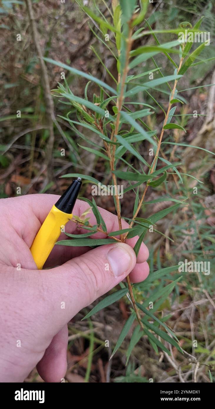 Neige en été (Melaleuca linariifolia) Banque D'Images