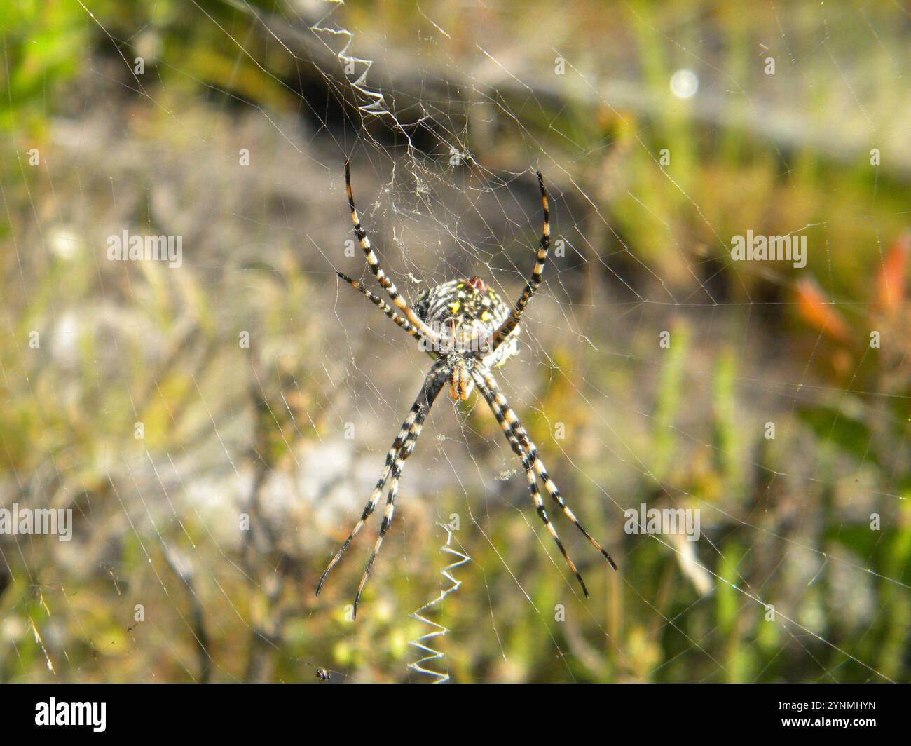 Araignée Orbweb de jardin commune (Argiope australis) Banque D'Images