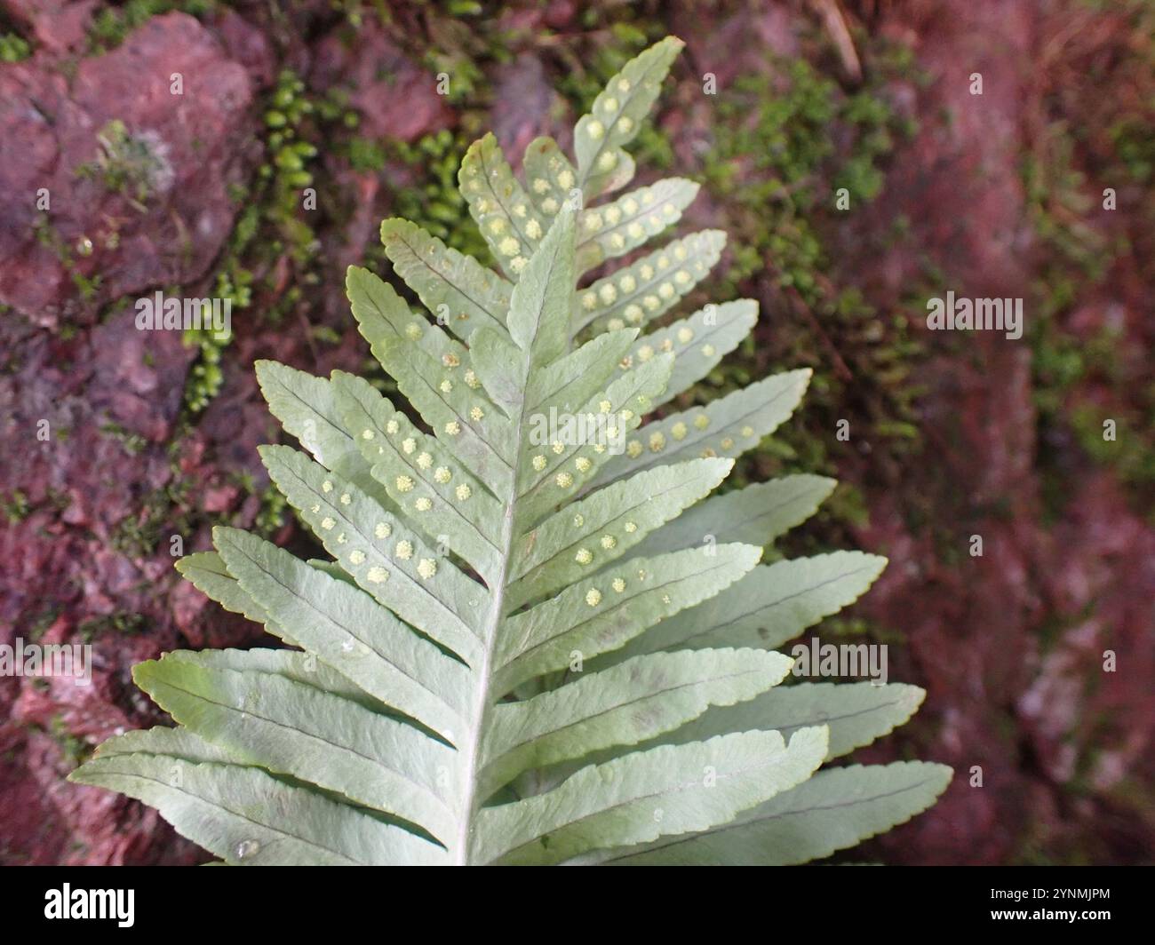 Polypodie australe (Polypodium cambricum) Banque D'Images