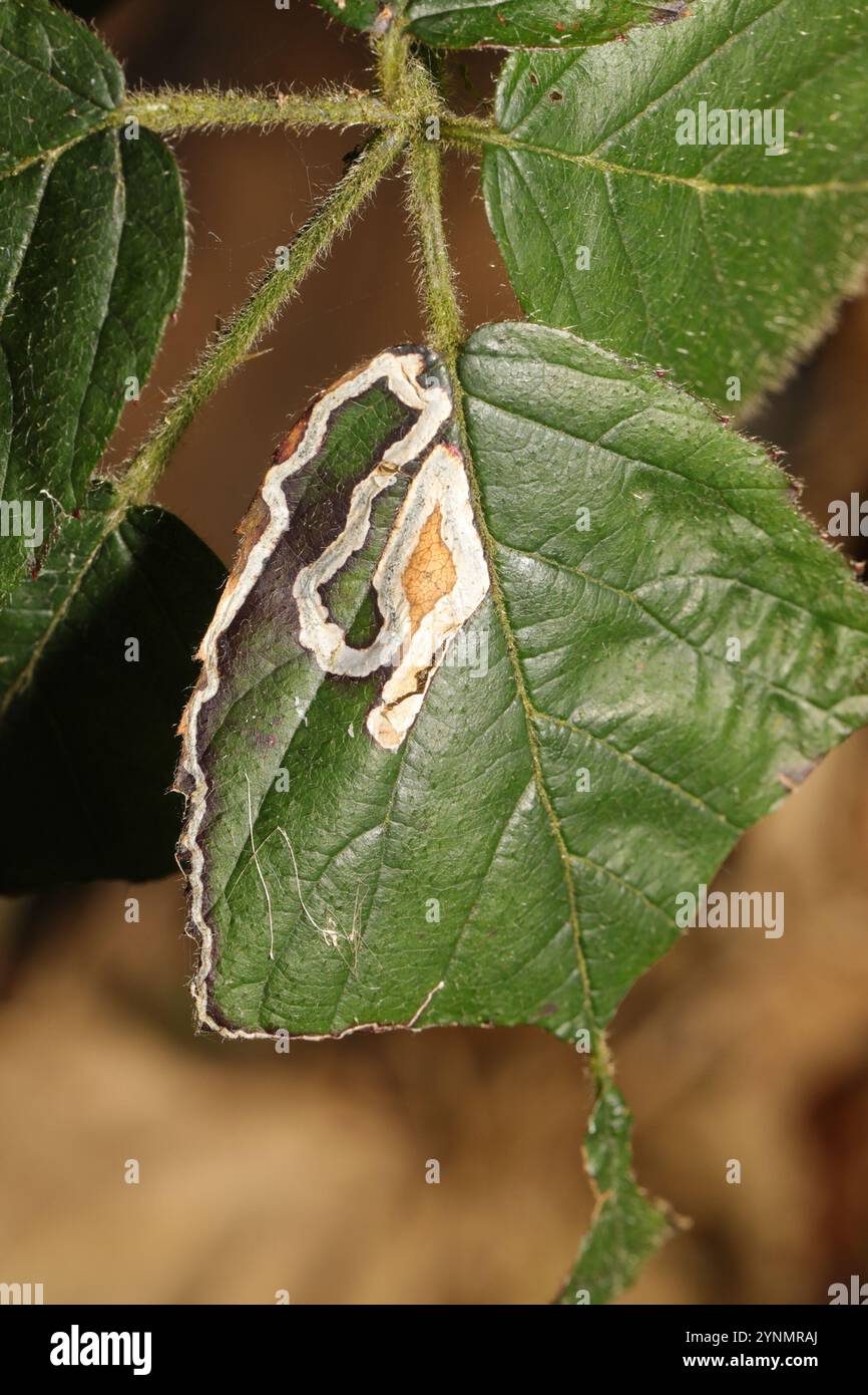 Golden Pigmy (Stigmella aurella) Banque D'Images