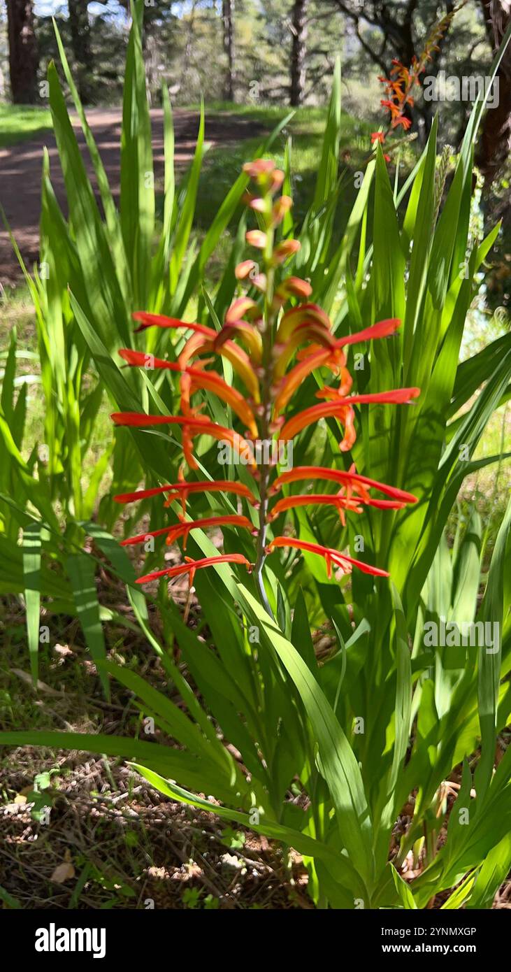 Drapeau africain (Chasmanthe floribunda) Banque D'Images