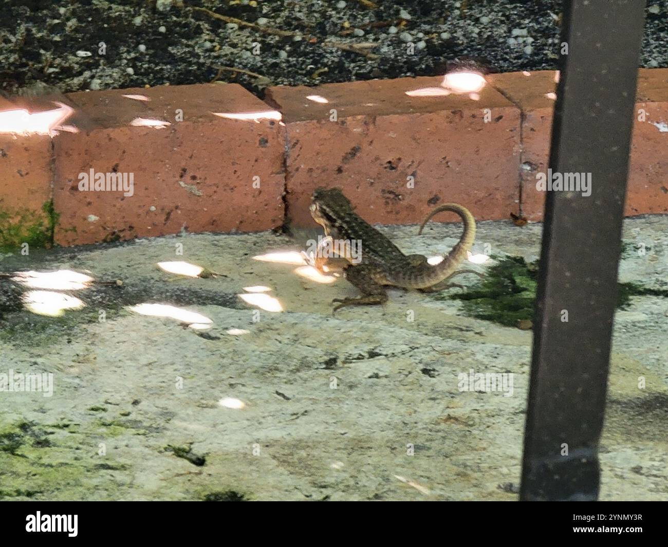 Le Lézard Curly nord (Leiocephalus carinatus) Banque D'Images