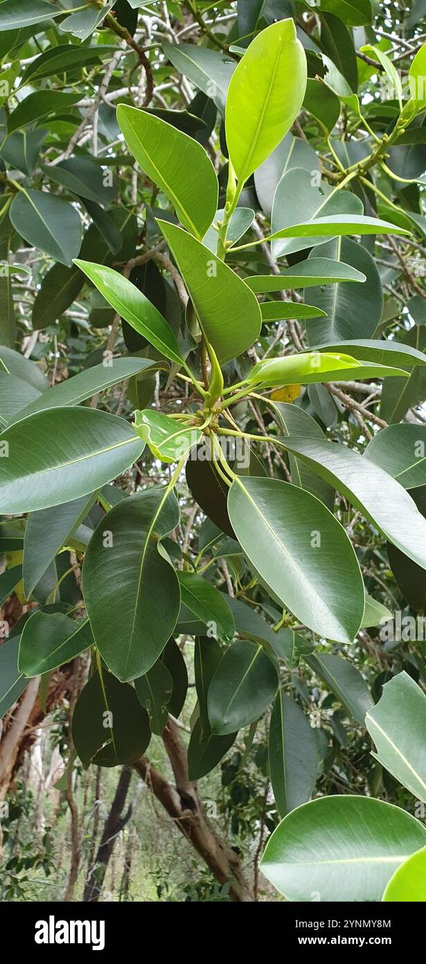 Figue de Port Jackson (Ficus rubiginosa) Banque D'Images