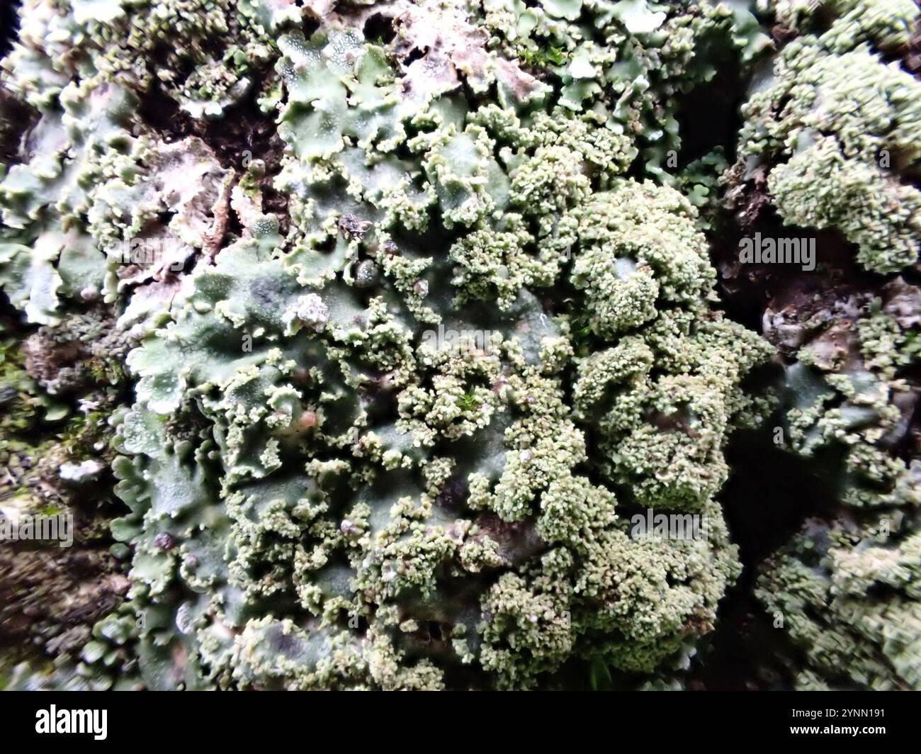 Lichen givré gris (Physconia grisea) Banque D'Images