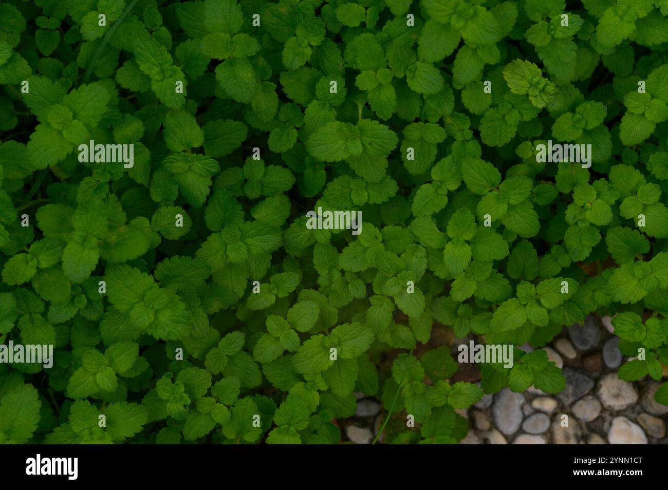 Vue rapprochée de feuilles de mélisse vert vif poussant épaisse, mettant en évidence leur texture et leur riche feuillage dans un cadre naturel extérieur Banque D'Images