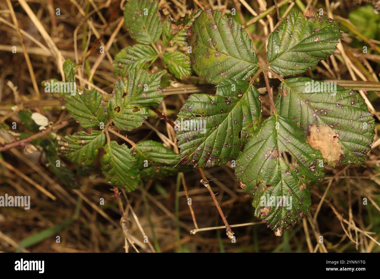 Mûre arménienne (Rubus armeniacus) Banque D'Images