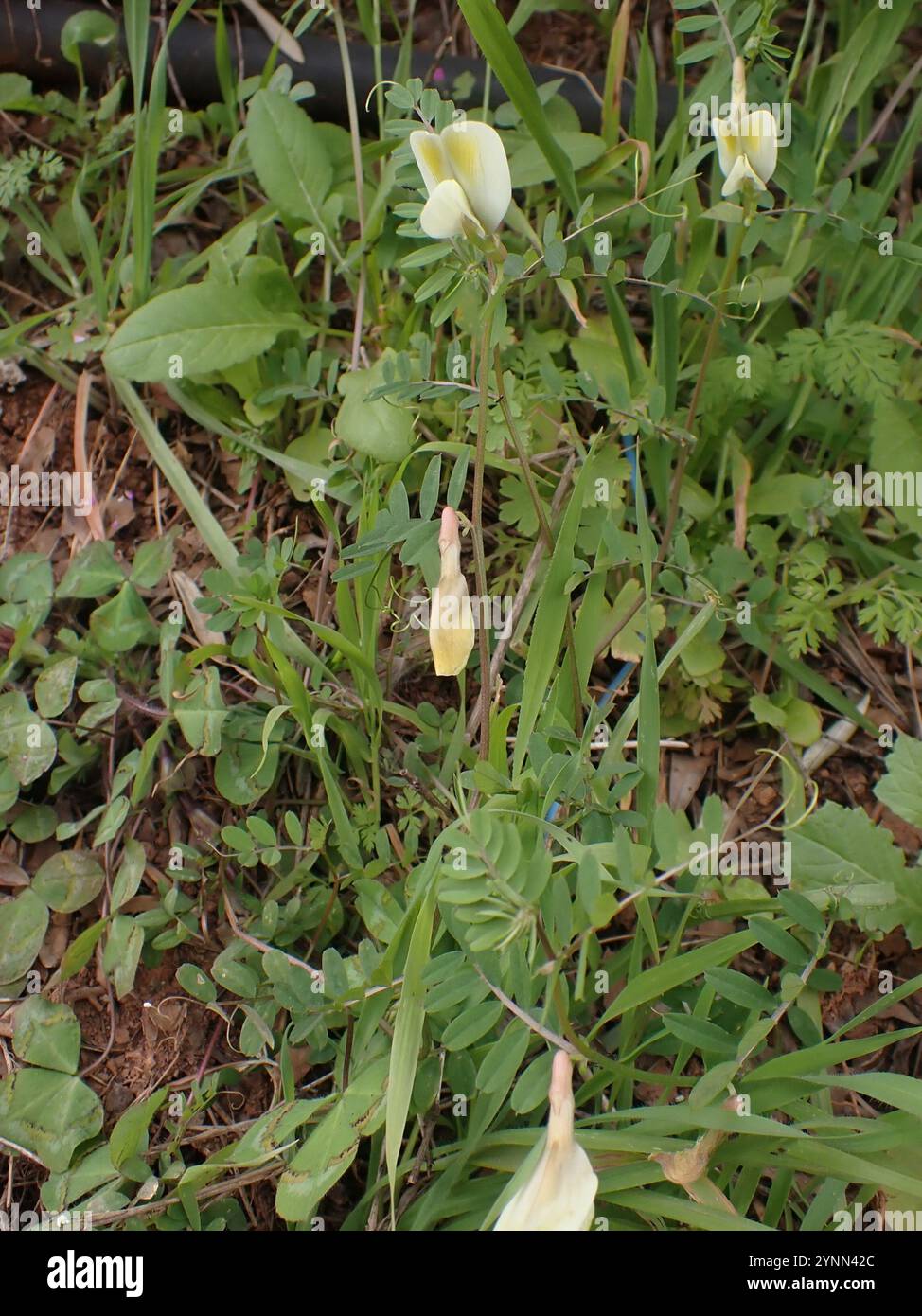 Vesce jaune poilue (Vicia hybrida) Banque D'Images