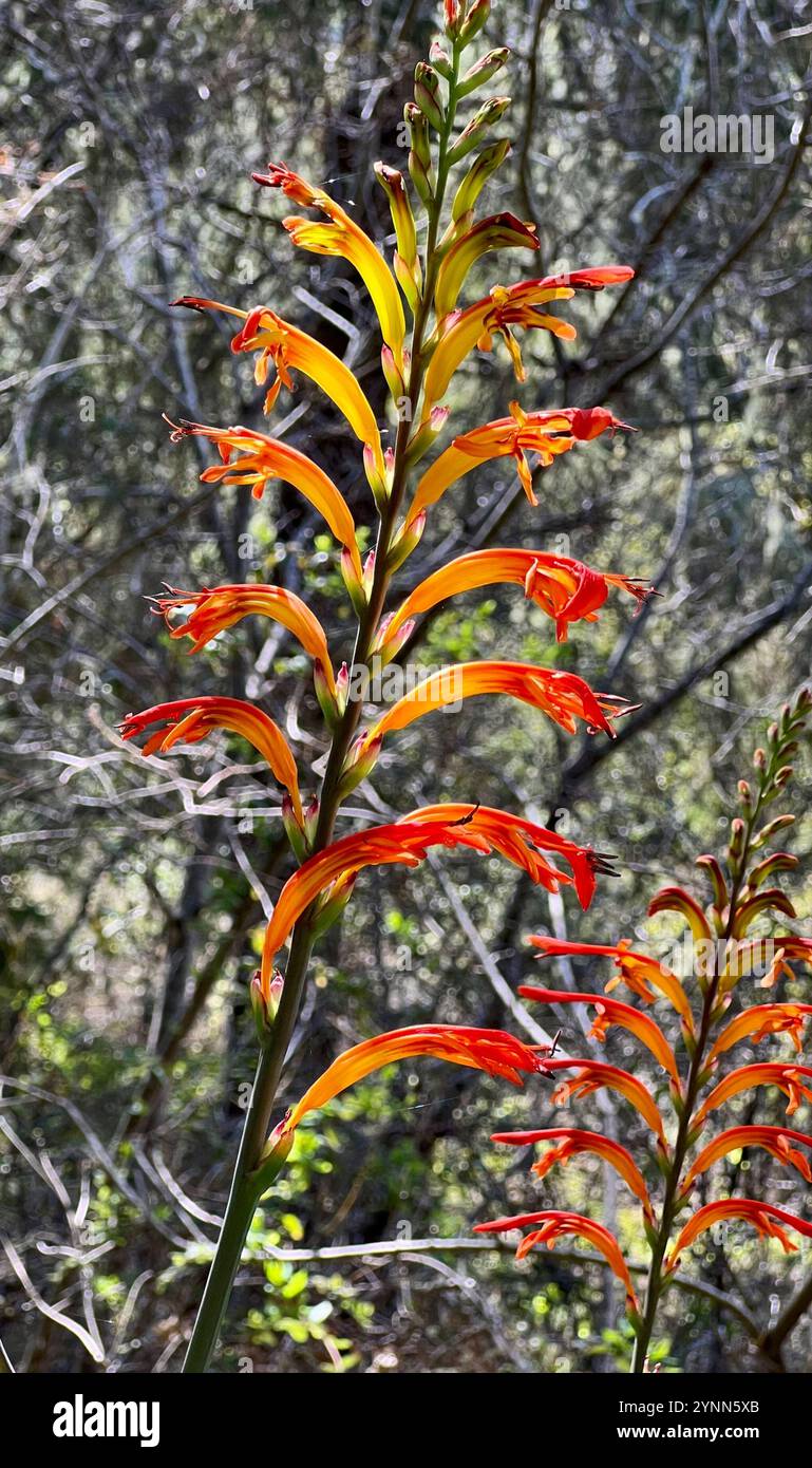 Drapeau africain (Chasmanthe floribunda) Banque D'Images