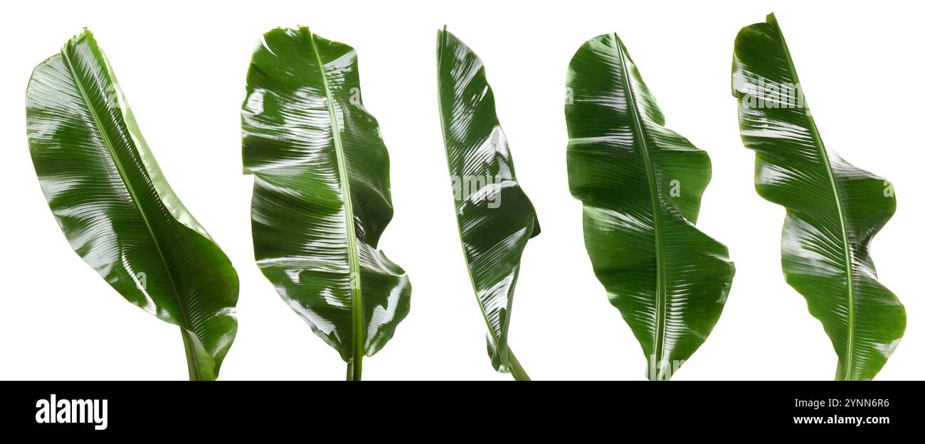 Feuilles de banane vert vif isolées sur blanc, serties Banque D'Images