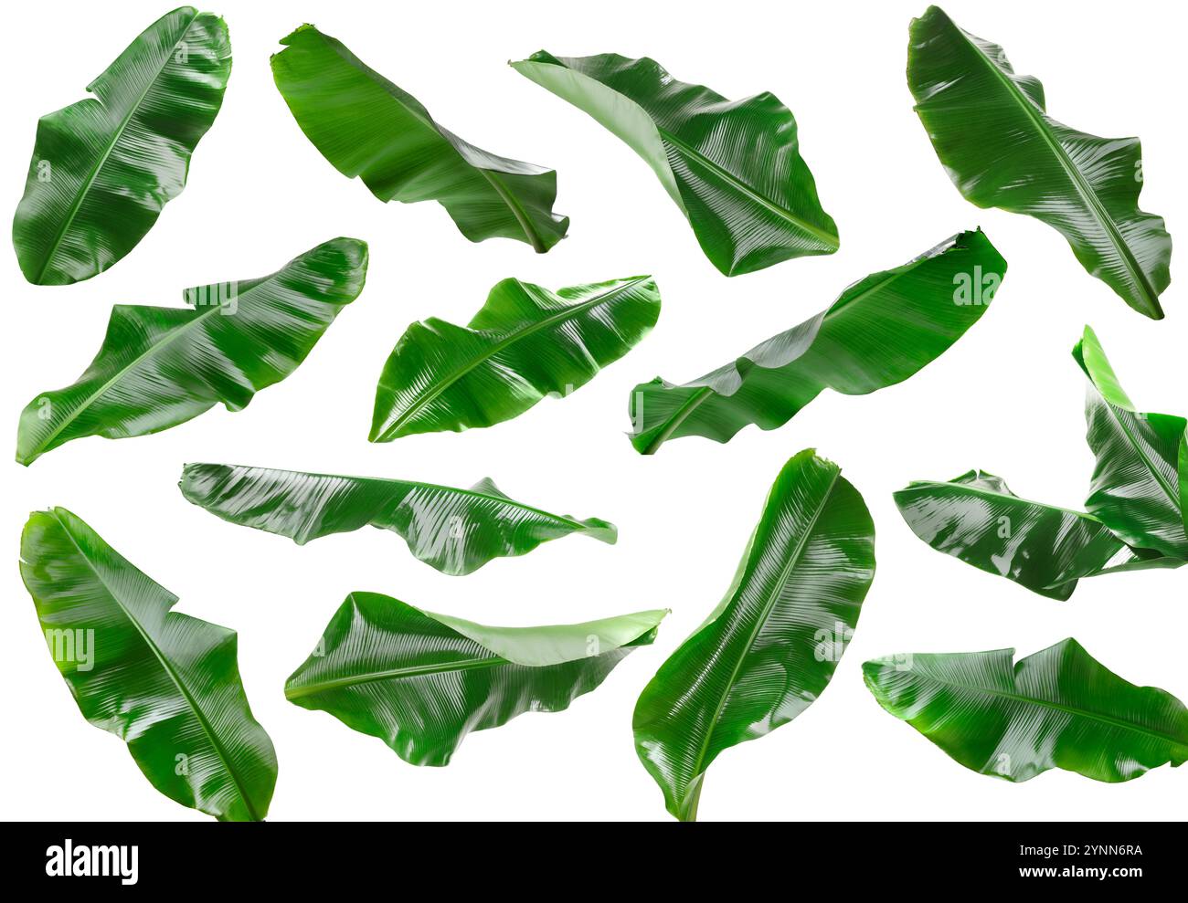 Feuilles de banane vert vif isolées sur blanc, serties Banque D'Images