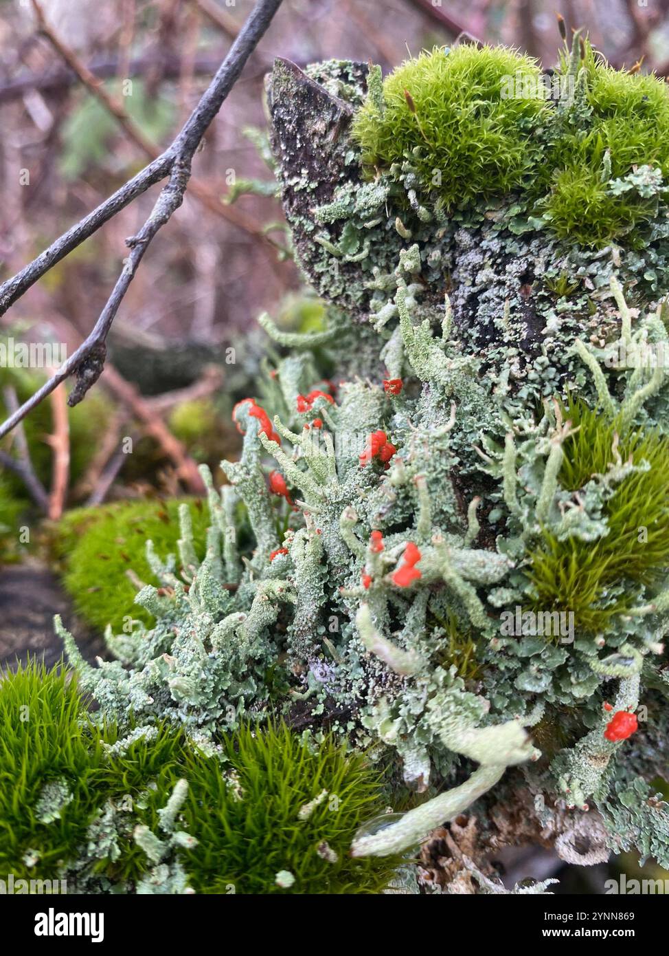 Soldats jouets (Cladonia bellidiflora) Banque D'Images