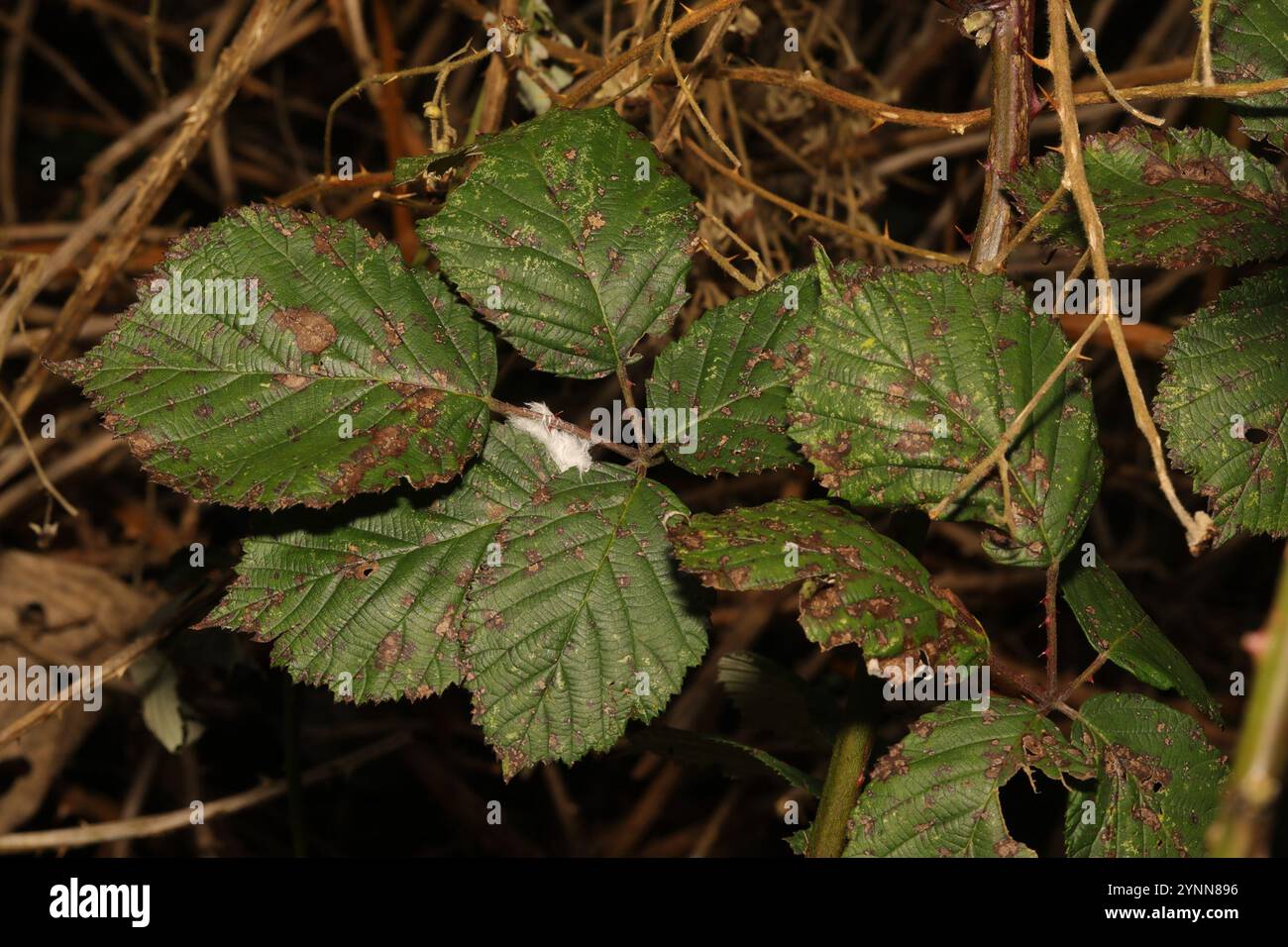 Mûre arménienne (Rubus armeniacus) Banque D'Images