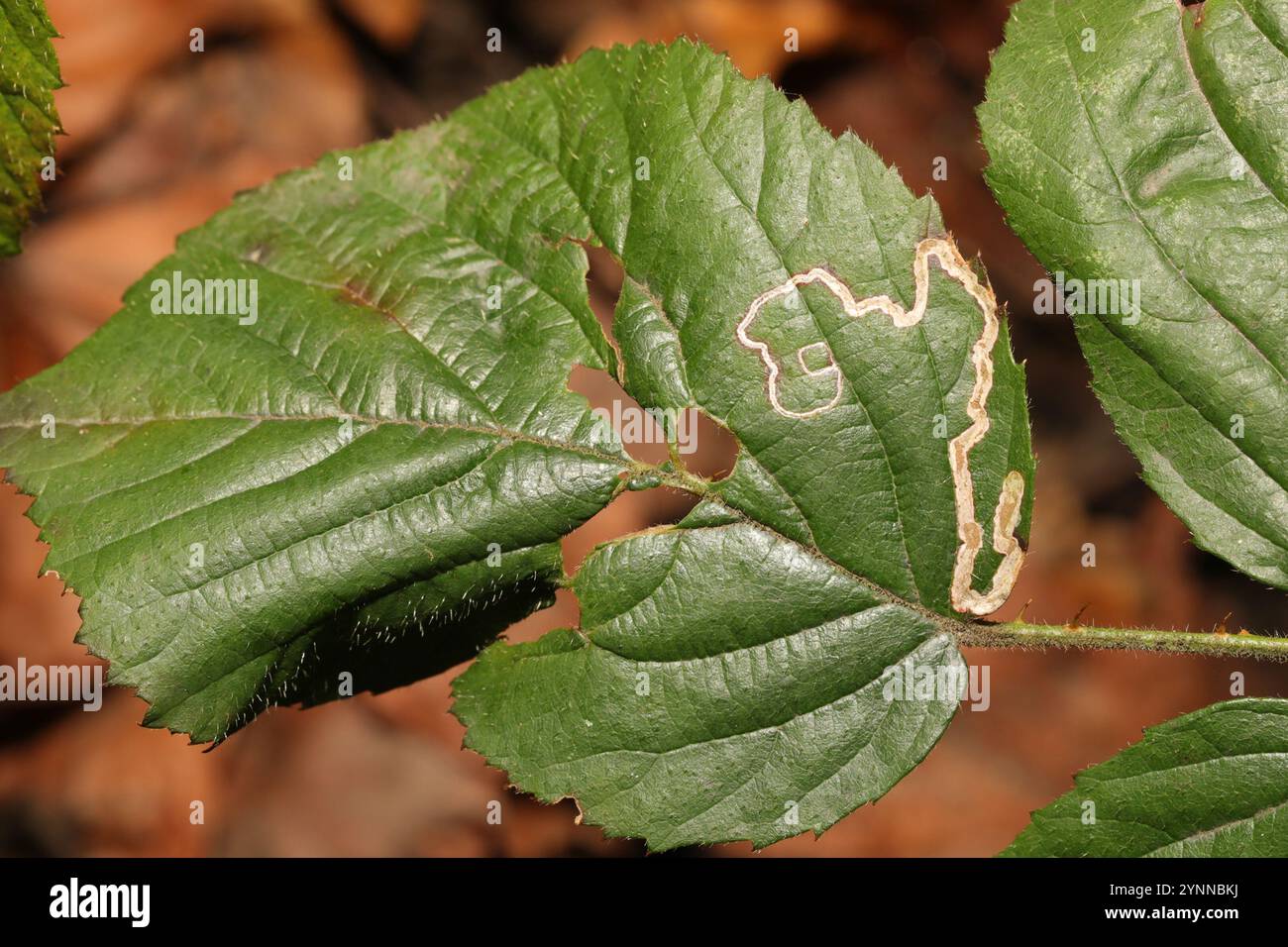 Golden Pigmy (Stigmella aurella) Banque D'Images