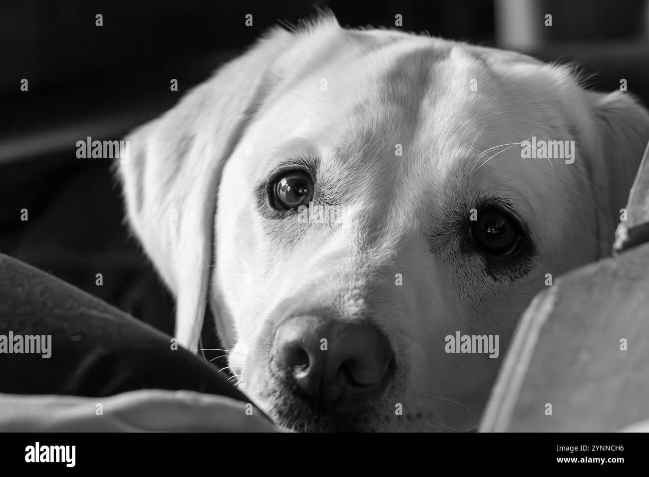 Un Labrador blanc aux yeux bruns est allongé sur un canapé Banque D'Images