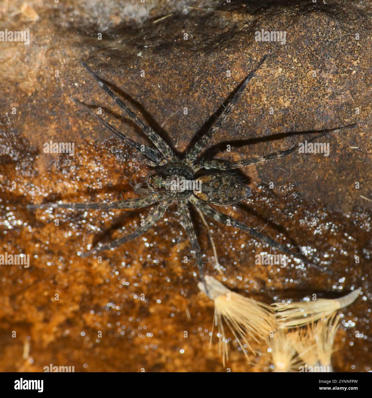 Araignées loups (Lycosidae) Banque D'Images