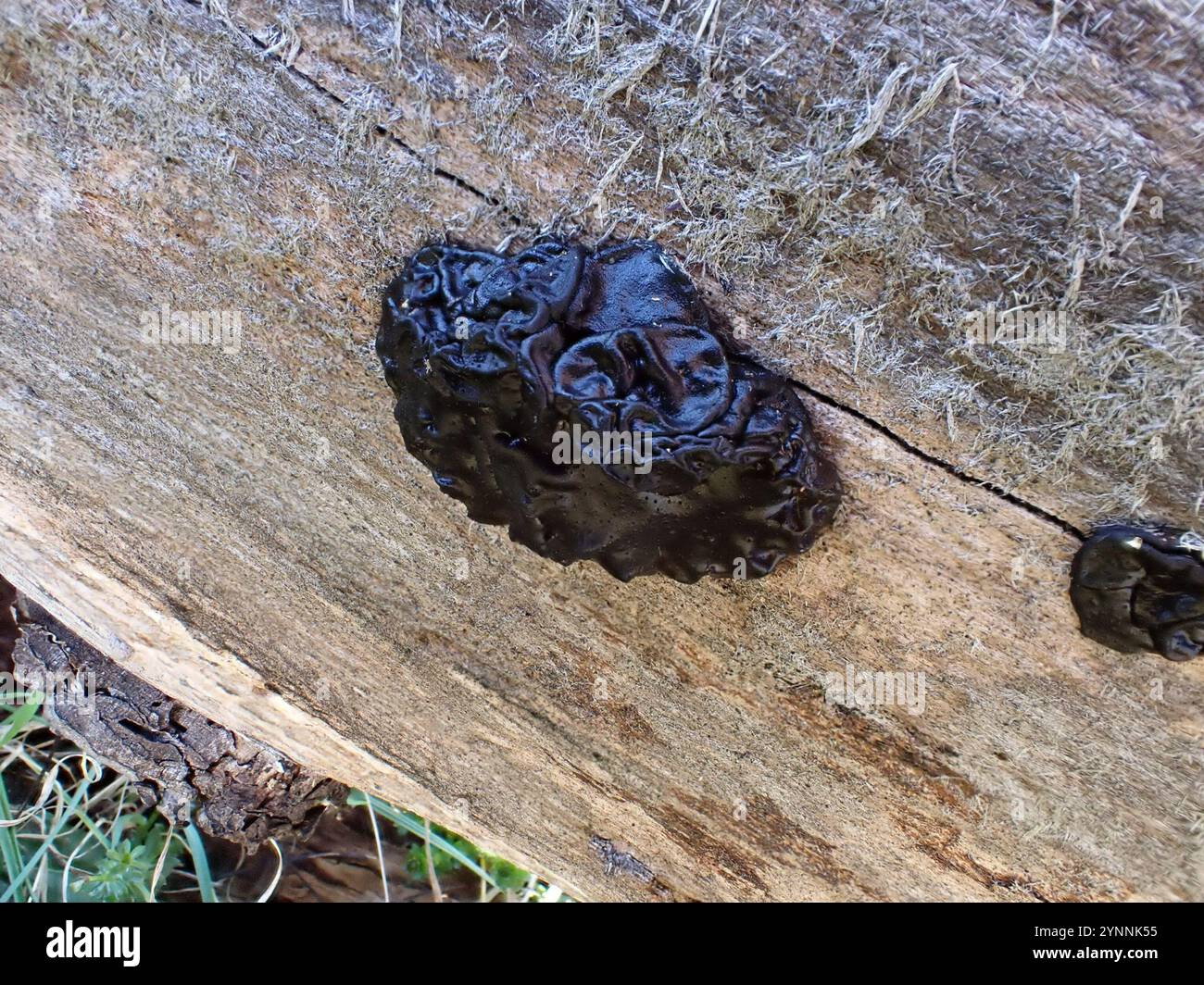 Beurre de Warlock (Exidia nigricans) Banque D'Images