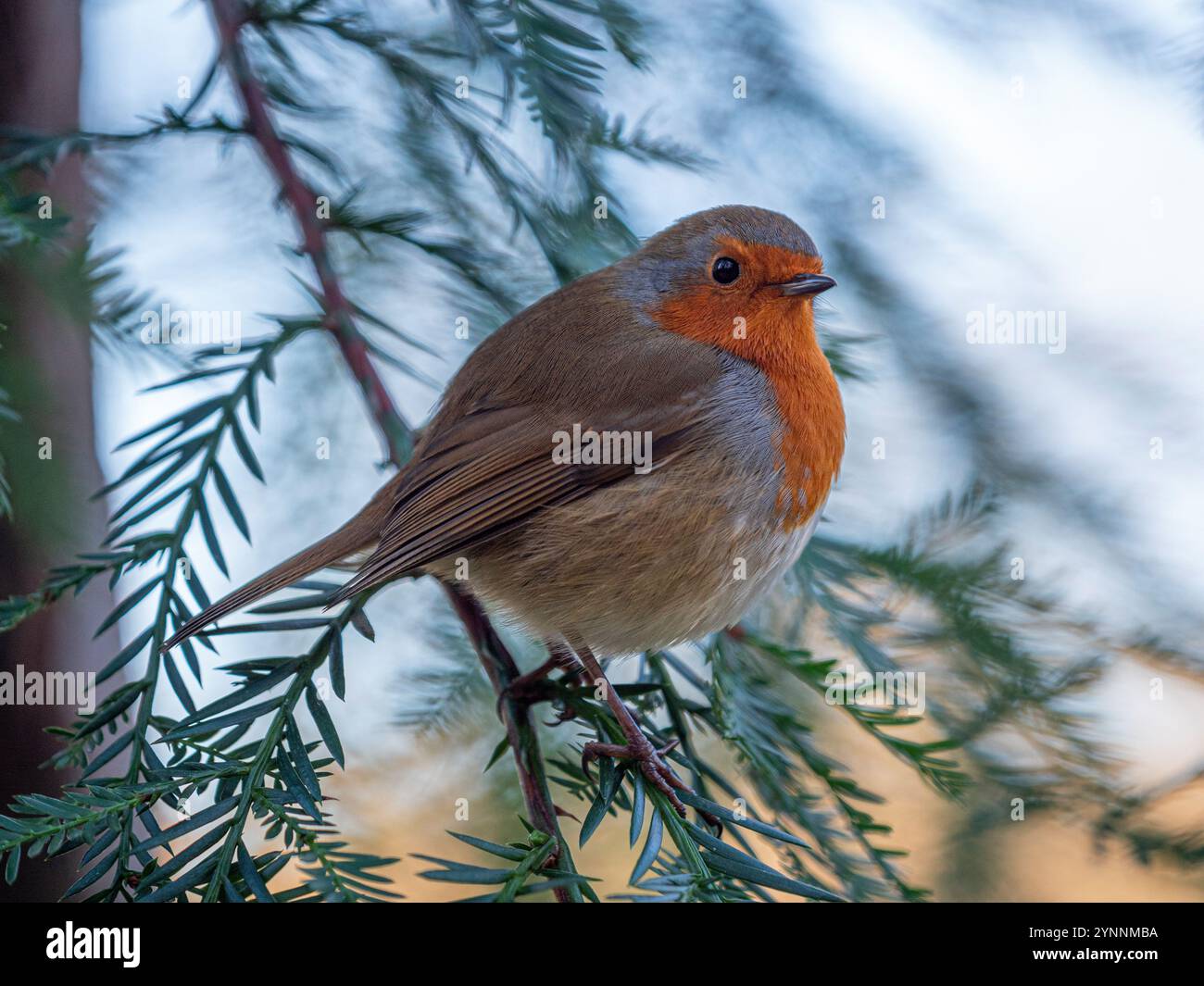 Gros plan d'un robin perché sur une branche d'un sapin dans un jardin britannique. Banque D'Images