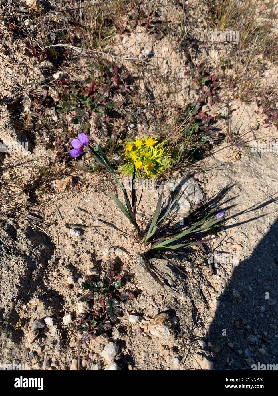 Herbe aux yeux bleus de l'ouest (Sisyrinchium bellum) Banque D'Images