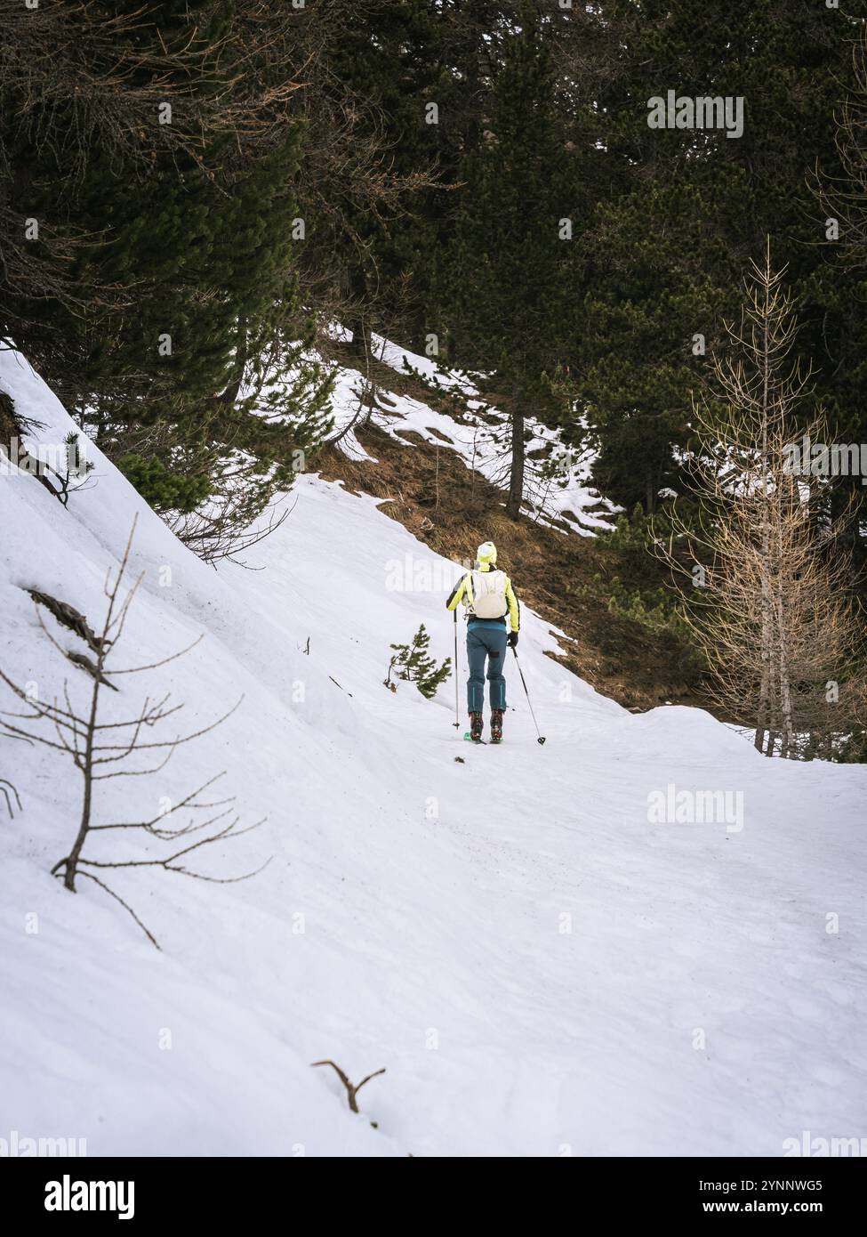 Un randonneur de ski portant un équipement brillant monte une pente à travers un sentier forestier enneigé. Le cadre alpin paisible est idéal pour l'exploration et l'aventure hivernale. Banque D'Images