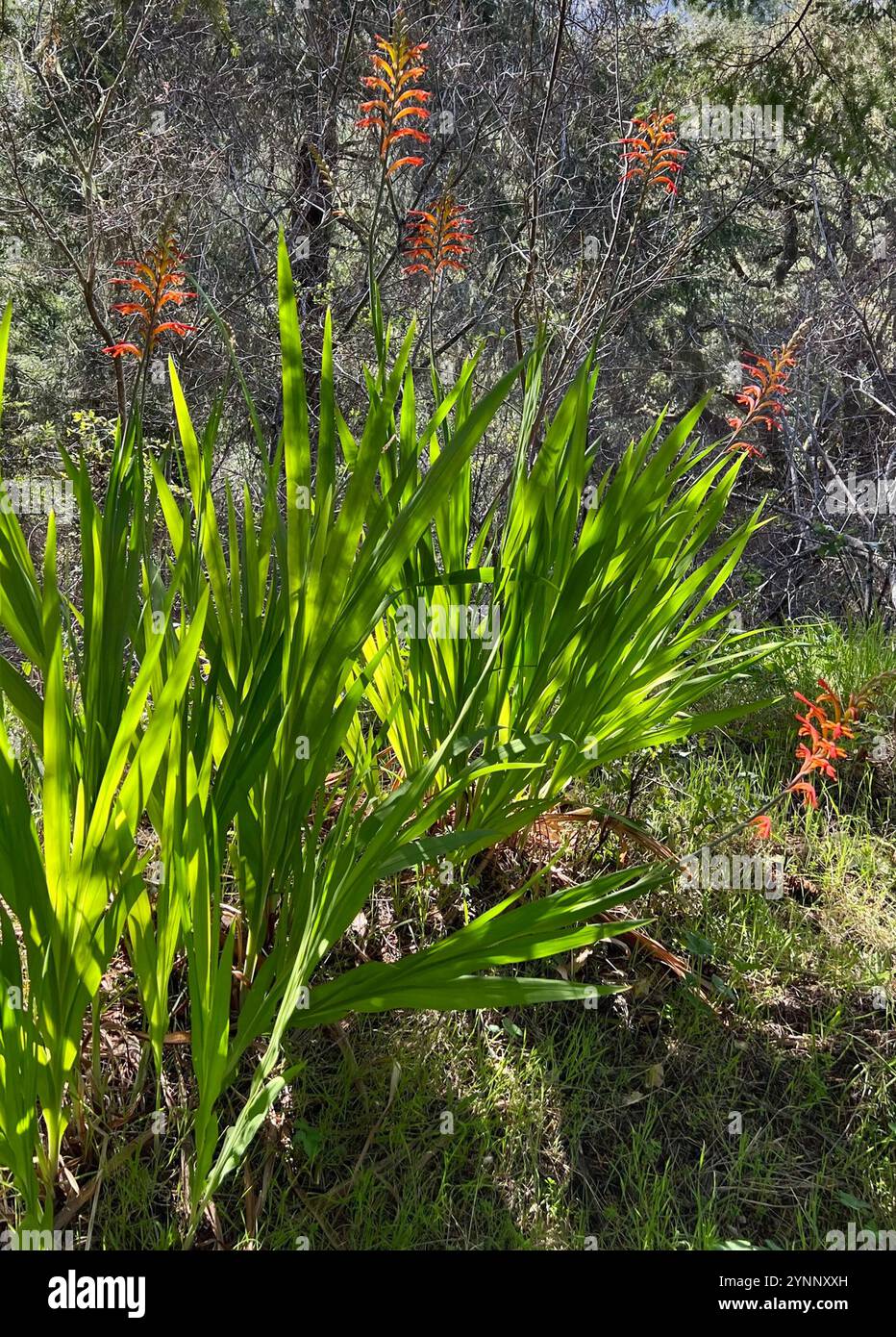 Drapeau africain (Chasmanthe floribunda) Banque D'Images