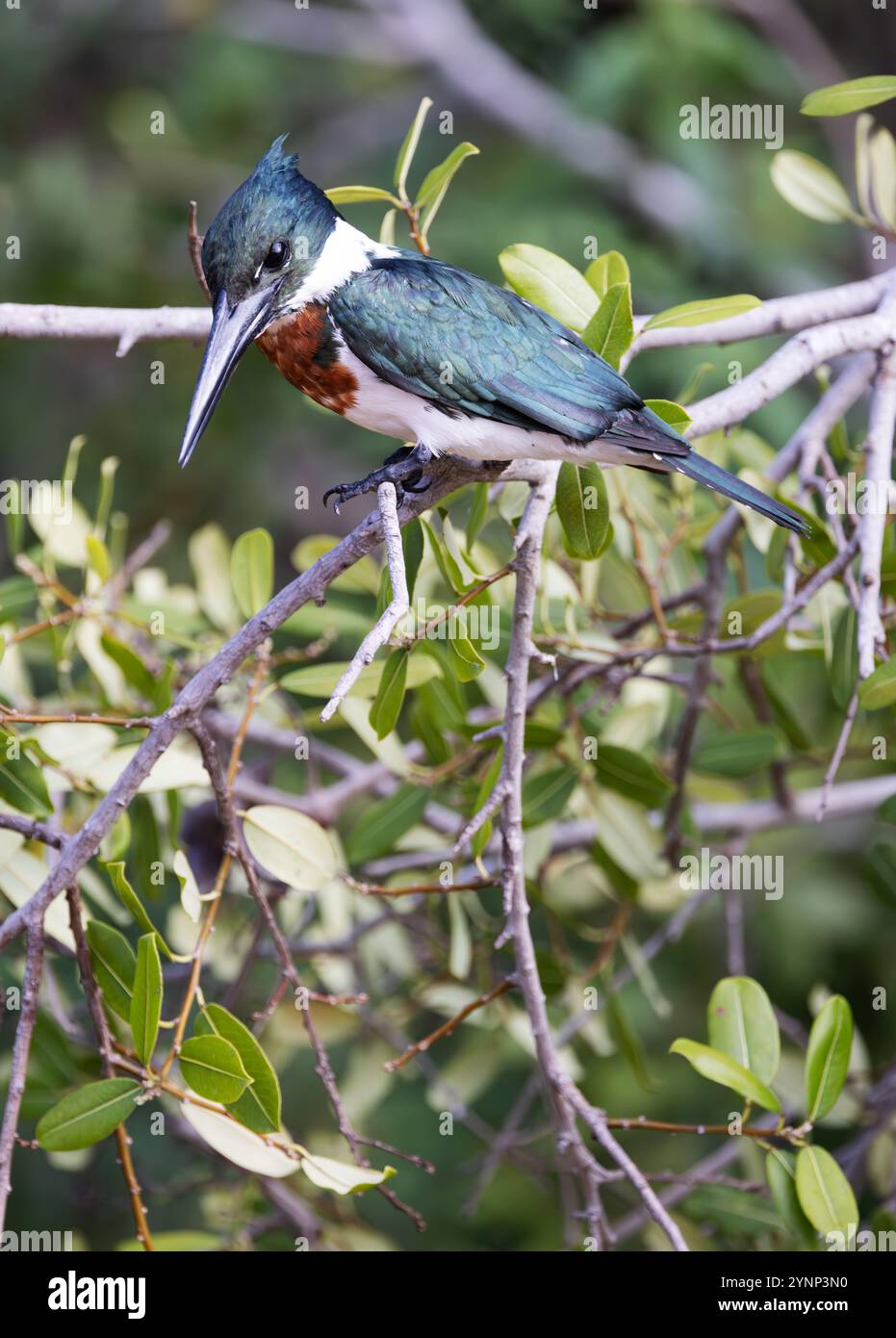 amazone mâle adulte, Chloroceryle amazona, vue latérale regardant vers le bas, perché sur une branche près de la rivière, zones humides du Pantanal, Pantanal, Brésil Banque D'Images