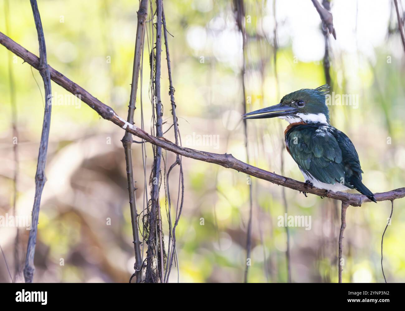 amazone mâle adulte, Chloroceryle amazona, vue latérale regardant à gauche, perché sur une branche, faune du Pantanal, Pantanal, Brésil Banque D'Images