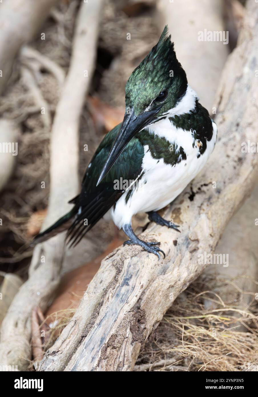 Amazon Kingfisher, femelle adulte, Chloroceryle amazona, perché sur une branche, faune du Pantanal, Brésil Amérique du Sud. Oiseaux sauvages. Banque D'Images