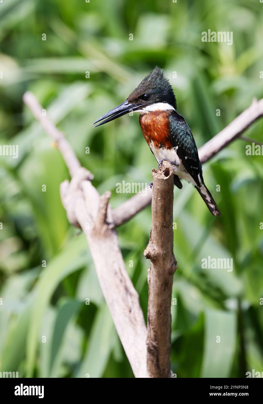 amazone mâle adulte, Chloroceryle amazona, vue latérale regardant à gauche, perché sur une branche au bord de la rivière, zones humides du Pantanal, Pantanal, Brésil Banque D'Images