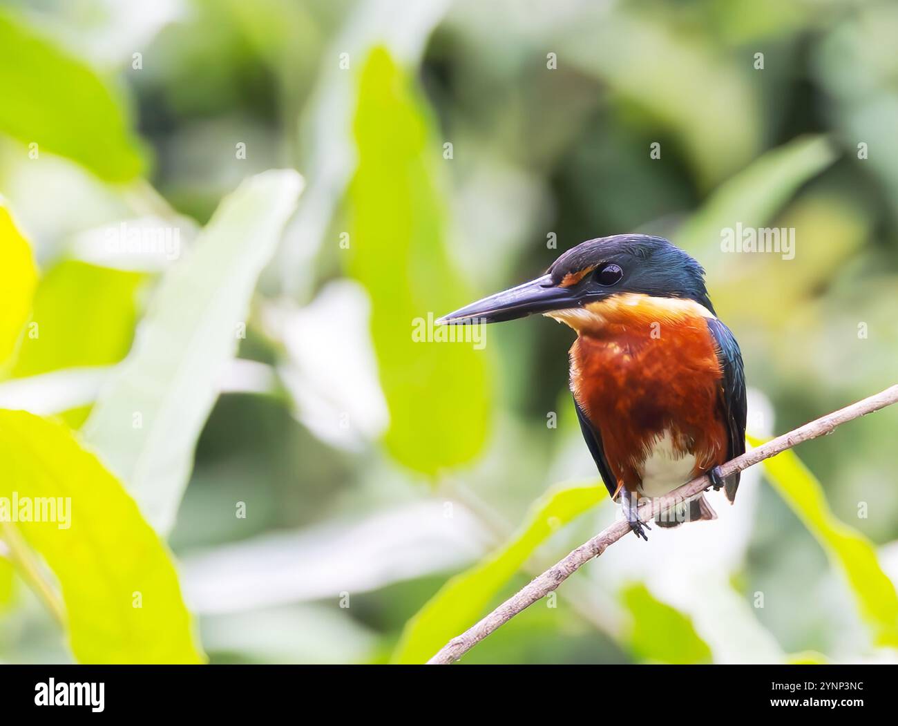 Kingfisher pygmée américain, Chloroceryle aenea, homme adulte regardant à gauche, perché sur une branche ; le Pantanal, Brésil Amérique du Sud. Oiseaux sauvages. Banque D'Images