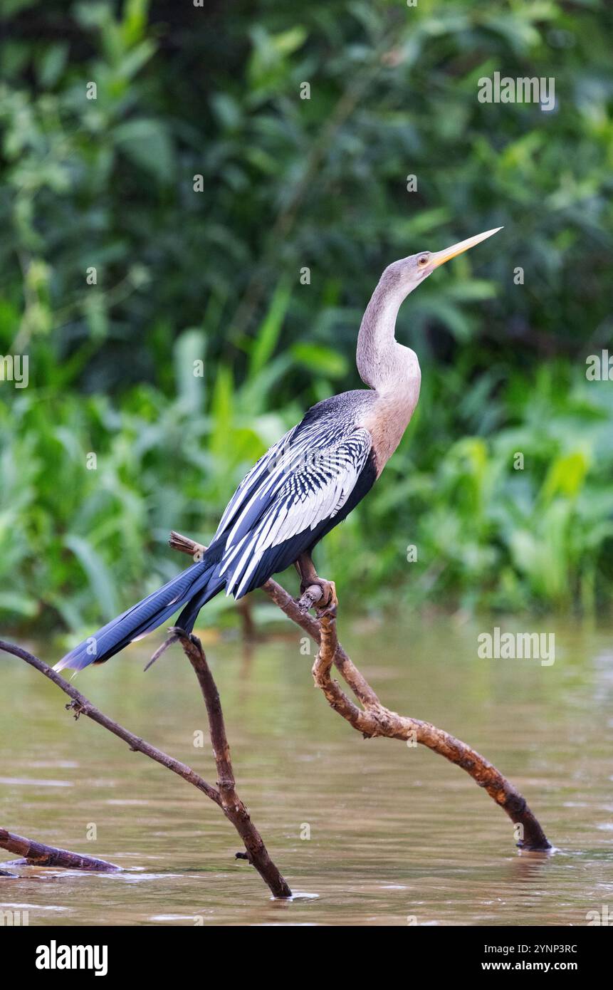 Faune du Pantanal - femme adulte oiseau Anhinga, Anhinga anhinga, ou Darter sud-américain, perché au bord d'une rivière, le Pantanal, Brésil Amérique du Sud Banque D'Images