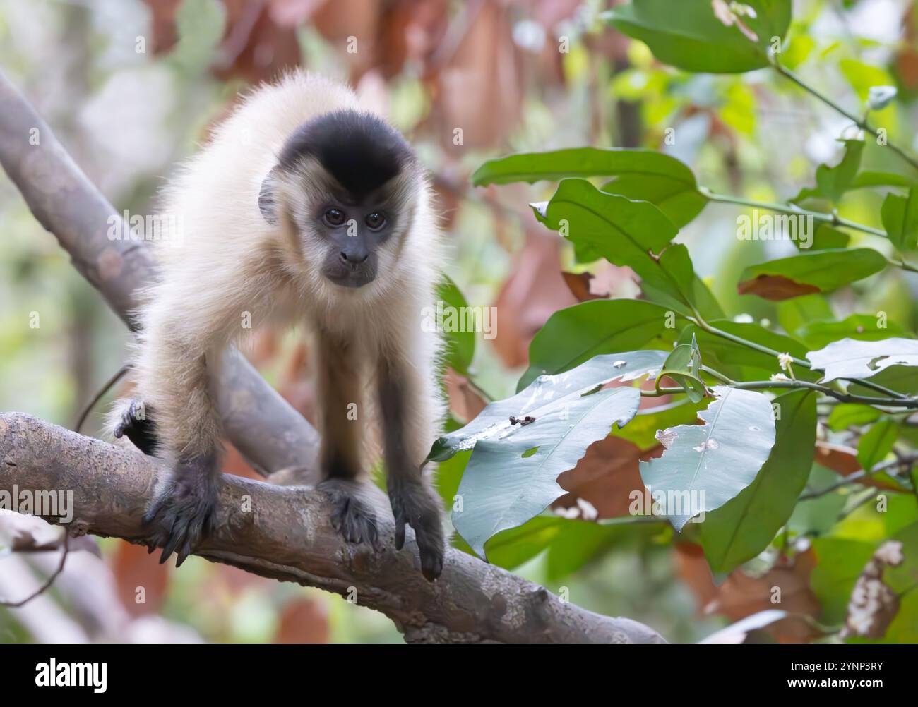 Azaras capucin, ou capucin à capuche, Sapajus Cay ; singe du Nouveau monde, animaux du Pantanal et faune, Pantanal, Brésil Amérique du Sud Banque D'Images