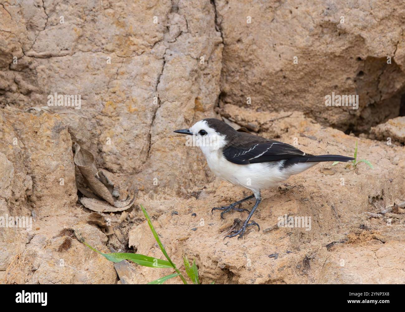 Tyran d'eau à dos noir, Fluvicola albiventer, perché sur un rocher, famille des mouches, faune du Pantanal, Brésil Amérique du Sud ; oiseau sauvage. Banque D'Images
