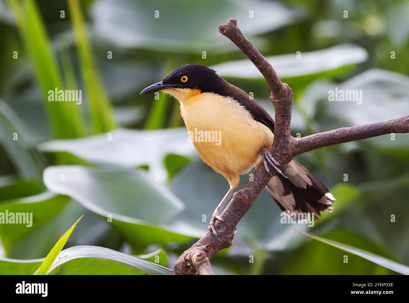 Donacobius à coiffe noire, Donacobius atricapilla, perché sur une branche, faune du Pantanal, Mato Grosso, Brésil Amérique du Sud ; oiseau sauvage. Banque D'Images